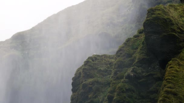 霧がアイスランドの滝の底から上昇するにつれて 苔むした崖の上のカモメ — ストック動画