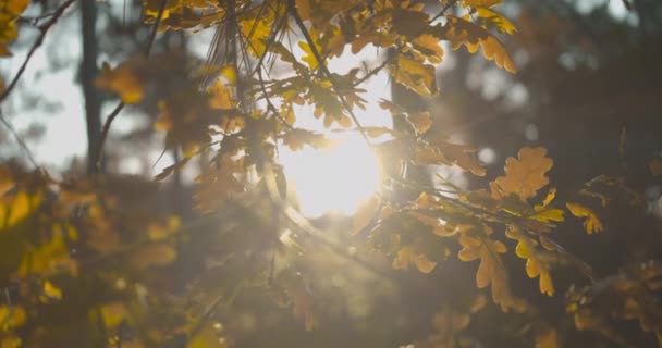 Fondo Pantalla Otoño Compuesto Por Hojas Amarillas Que Mueven Viento — Vídeo de stock