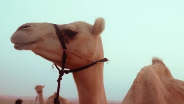 阿拉伯联合酋长国迪拜阿布扎比沙漠中一头骆驼的慢镜头 — 图库视频影像