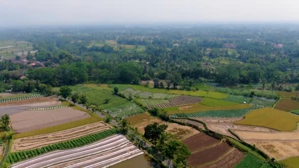 Pěstovaná Pole Venkově Vesnice Ngawen Müntilan Indonésii Letecký Posun — Stock video