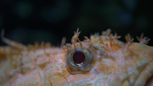 Nahaufnahme Eines Drachenfisches Scorpaena Loppei — Stockvideo