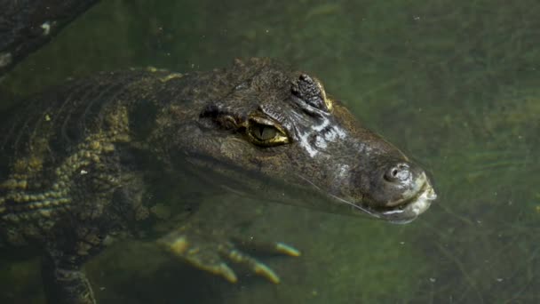 Aligator Caza Furtivamente Hacia Arriba Orar — Vídeo de stock