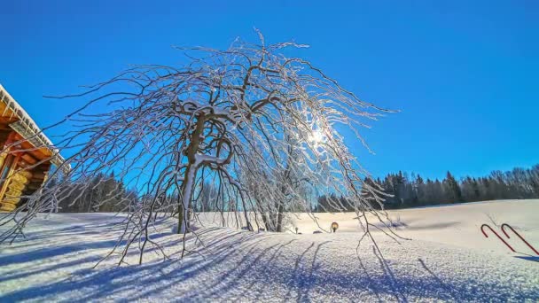 冬の寒い日の青空での美しい日の出のタイムラプスショットと自然界の雪原と丘 — ストック動画