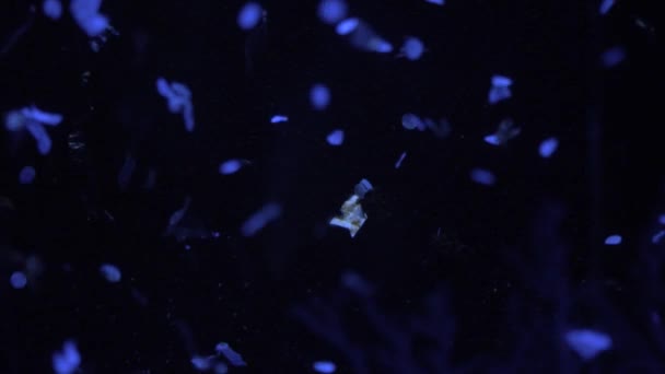 Detailní Záběr Mikroplastů Náplasti Great Pacific — Stock video