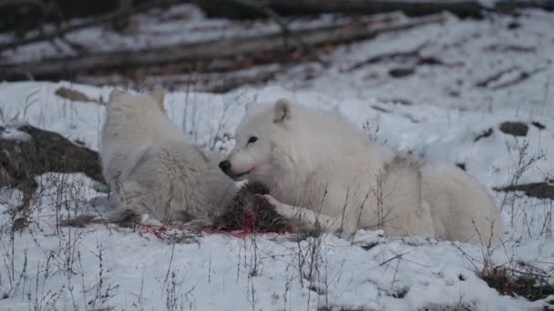 美しい雪の白いオオカミは死体に餌を与えます Close Slowmo — ストック動画