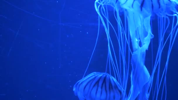 Video Múltiples Medusas Nadando Océano Imágenes Submarinas Detalladas — Vídeos de Stock