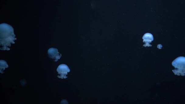 Uzakta Birkaç Fıçı Denizanası Rhizostoma Bulunur — Stok video