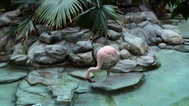 Flamingo Pitná Voda Krásný Pták Zoo — Stock video