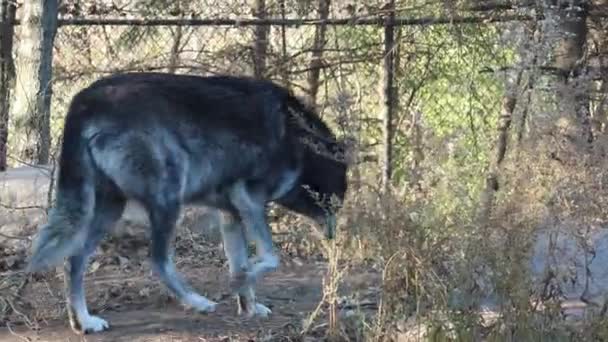 Καταπληκτικός Μεγάλος Γκρίζος Λύκος Περπατά Τριγύρω — Αρχείο Βίντεο