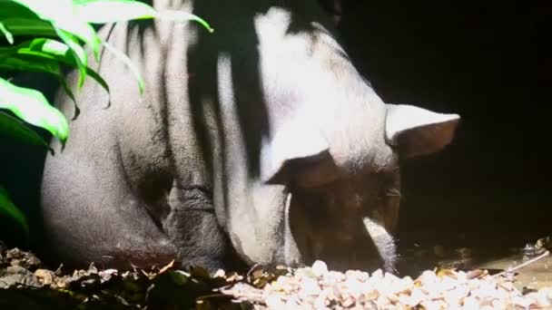 Large Sow Wallowing Puddle While Drinking Water Big Female Pig — Stock Video