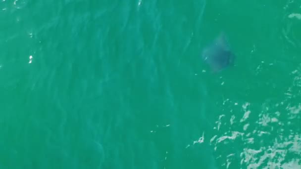 Drone Video Cerca Desde Arriba Manta Rayo Oceánico Nadando Surfae — Vídeo de stock