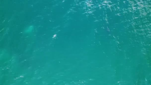 Drone Video Mother Calf Humpback Whales Playing Slapping Its Tail — Stock Video