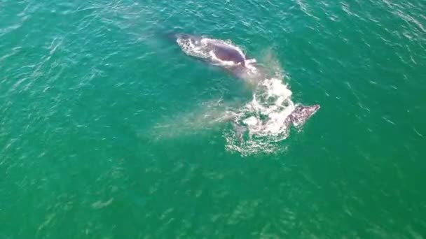 Drone Vídeo Cima Baleias Jubarte Mãe Bezerro Jogando Batendo Sua — Vídeo de Stock