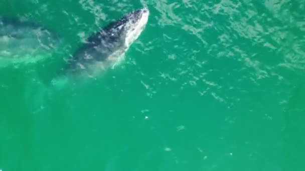 Drone Video Mother Calf Humpback Whales Playing Slapping Its Tail — Stock Video