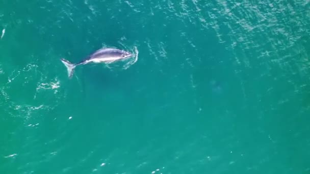 Drone Video Från Ovan Mor Och Kalv Knölvalar Spela Och — Stockvideo