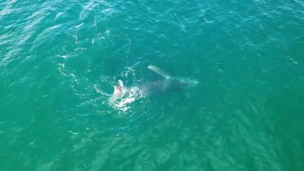 Drone Video Mother Calf Humpback Whales Playing Slapping Its Tail — Stock Video