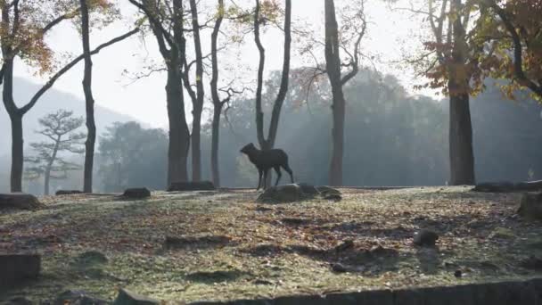 Silhouet Van Herten Bij Zonsopgang Nara Park Japan Vroege Herfstochtend — Stockvideo