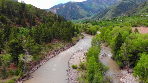 Flowing River Rocky Riverbanks Surrounded Green Pine Coniferous Trees Alpine — Stock Video