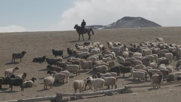 カザフスタンの羊飼いは羊を呼ぶ 天山の山 新疆ウイグル自治区の遊牧生活 — ストック動画