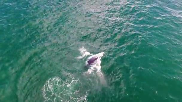 Drone Video Mother Calf Humpback Whales Playing Slapping Its Tail — Stock Video