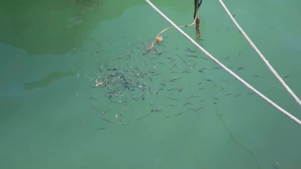 Static View Fishes Been Fed Throwing Fish Food Packets Marsaxlokk — Stock Video