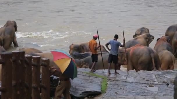 Vista Estática Grupo Elefantes Desfrutando Seu Tempo Banho Água Rio — Vídeo de Stock