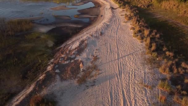 Letecký Snímek Ženy Kráčející Písčité Pláži Venkovského Jezera Během Krásného — Stock video