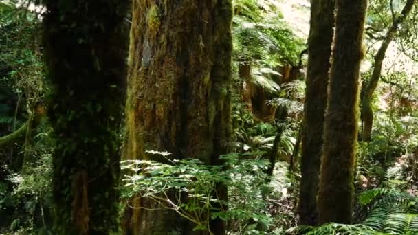 Towering Evergreen Trees Type Called Podocarps Feathery Tree Ferns Grow — Stock Video