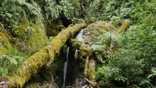Tilt Shot Small Waterfall Flowing Mossy Branches Fern Plants Daytime — Stock Video