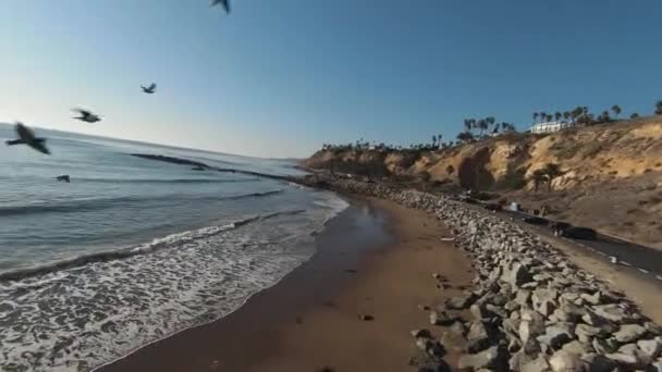 ランチョ パロス ヴェルデ近くの南カリフォルニア沿岸の鳥と一人ひとりドローンで飛ぶ — ストック動画