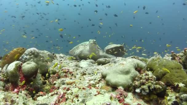 Tortuga Carey Parte Superior Del Arrecife Coral Medio Montón Peces — Vídeos de Stock