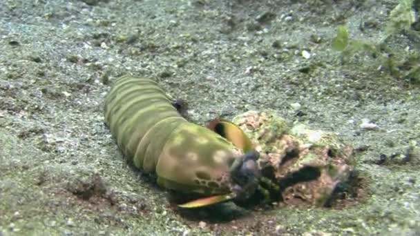 Θηλυκό Παγώνι Mantis Γαρίδες Σκάψιμο Αναζήτηση Θηράματος Κοντά Ένα Μικρό — Αρχείο Βίντεο