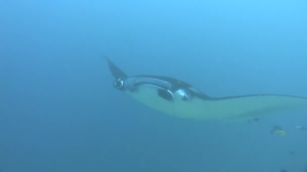 Manta Ray Närmar Sig Och Simmar Över Kameran Blått Vatten — Stockvideo