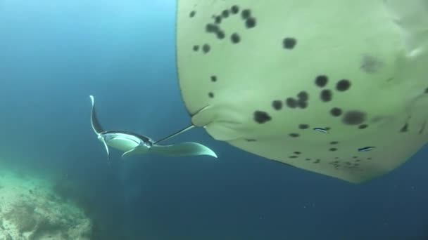 Vier Mantarochen Schwimmen Formation Korallenriff Entlang Schwenken Vom Letzten Auf — Stockvideo