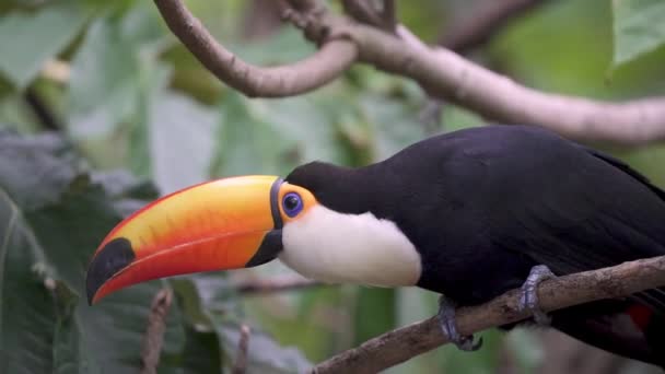 Toucan Adulto Com Cores Brilhantes Seu Corpo Que Vira Cabeça — Vídeo de Stock