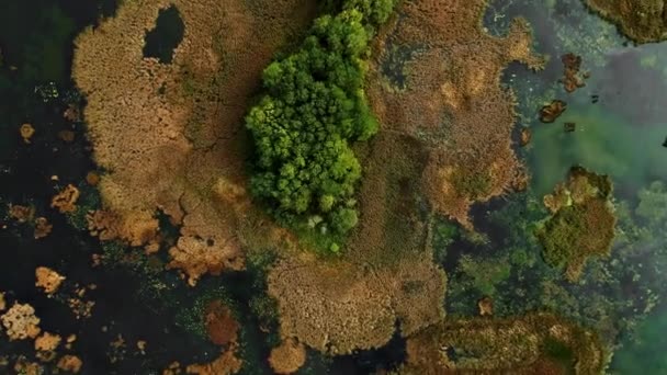 Aerial Top Shot Natural Lake Plants Dried Islands Latvia Europe — Stock Video