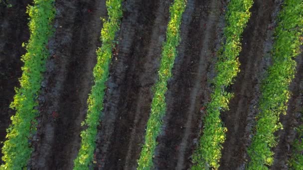 Agricultura Vinícola Campo Vinícola Rural Langhe Piedmont Itália — Vídeo de Stock