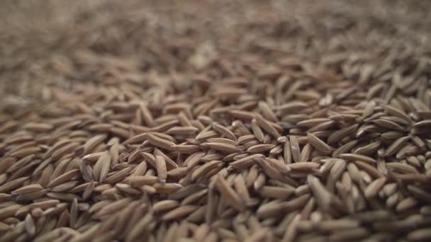 Maioria Das Partes Mundo Arroz Usado Como Alimento Básico — Vídeo de Stock