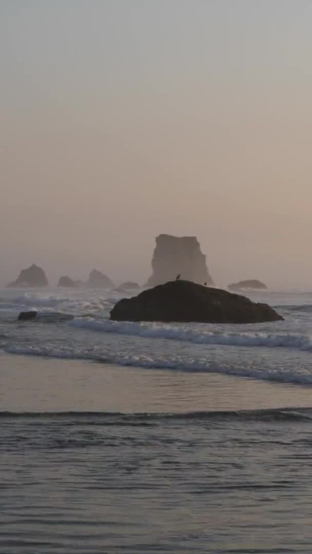 オレゴンビーチの波の柱の上に静止しているカモメの垂直ショット — ストック動画