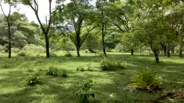 Belo Drone Tiro Voando Através Árvores Uma Selva Costa Rica — Vídeo de Stock