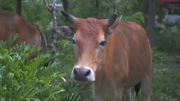 Braune Wildgehörnte Kuh Beim Fressen Insel Lantau Hongkong — Stockvideo