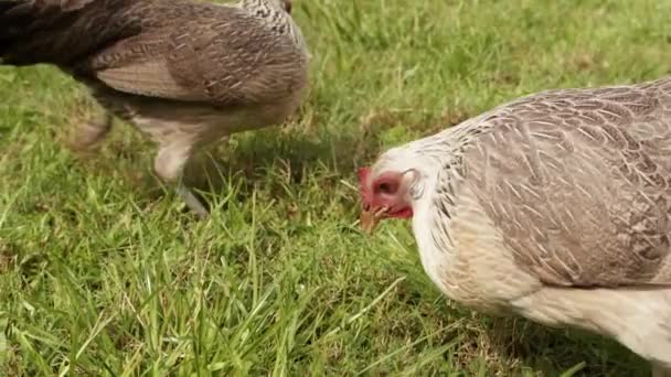 野外で緑の草を食べる灰色の鶏のクローズアップショット — ストック動画