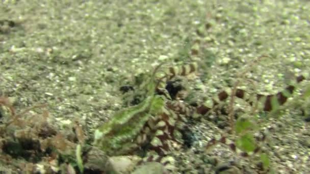 模仿章鱼把触角缩回沙底的洞穴 — 图库视频影像