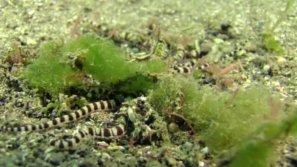 Mimic Octopus Crawling Patch Green Algae Slightly Changing Color Spreading — Stock Video