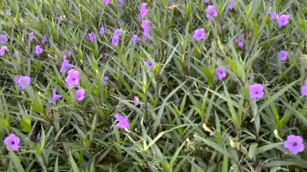 Close Shot Van Paarse Ruellia Bloemen Groeien Een Tuin Zijdelings — Stockvideo