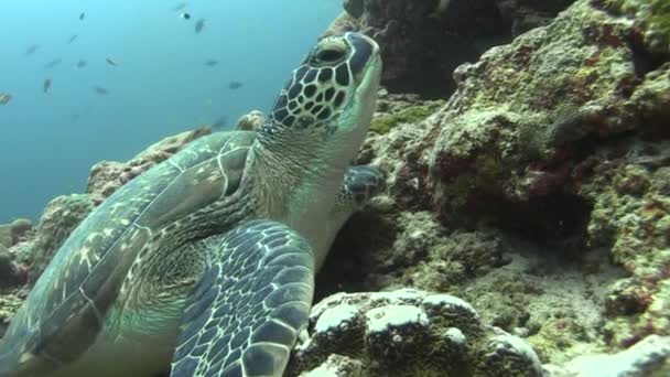Νεαρή Χελώνα Hawksbill Κοραλλιογενή Πλαγιά Απογειώνεται Μπλε Νερά — Αρχείο Βίντεο