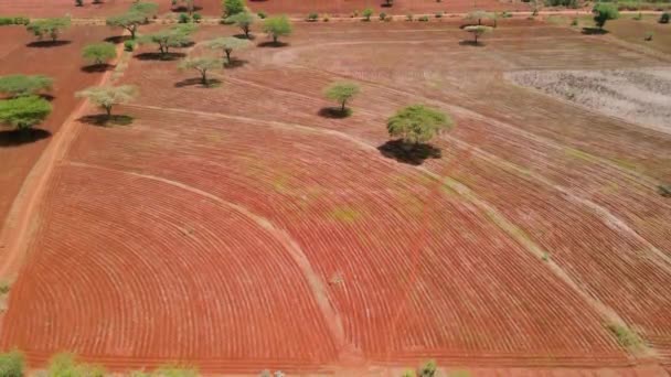 Gleba Orana Przygotowana Uprawy Awokado Loitokitok Kenia Konferencja Klimatyczna Cop26 — Wideo stockowe