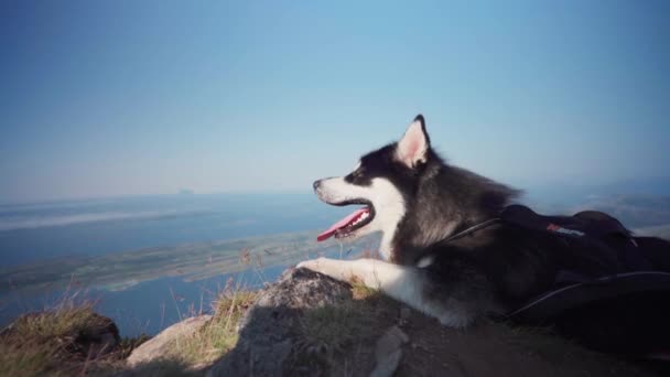 Alaskan Malamute Mit Ausgestreckter Zunge Liegt Auf Einer Klippe Mount — Stockvideo