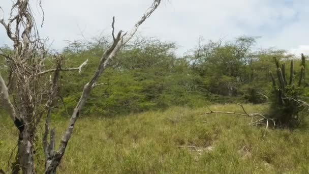 在波多黎各南部海岸的卡波罗约地区的野蛮暴行中 有一棵无花果树 宽射门 — 图库视频影像