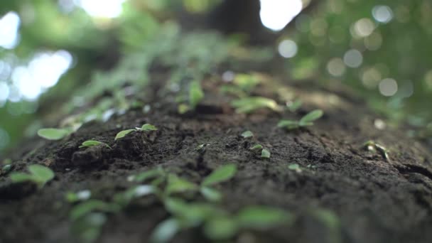 木の樹皮に寄生植物が成長する — ストック動画